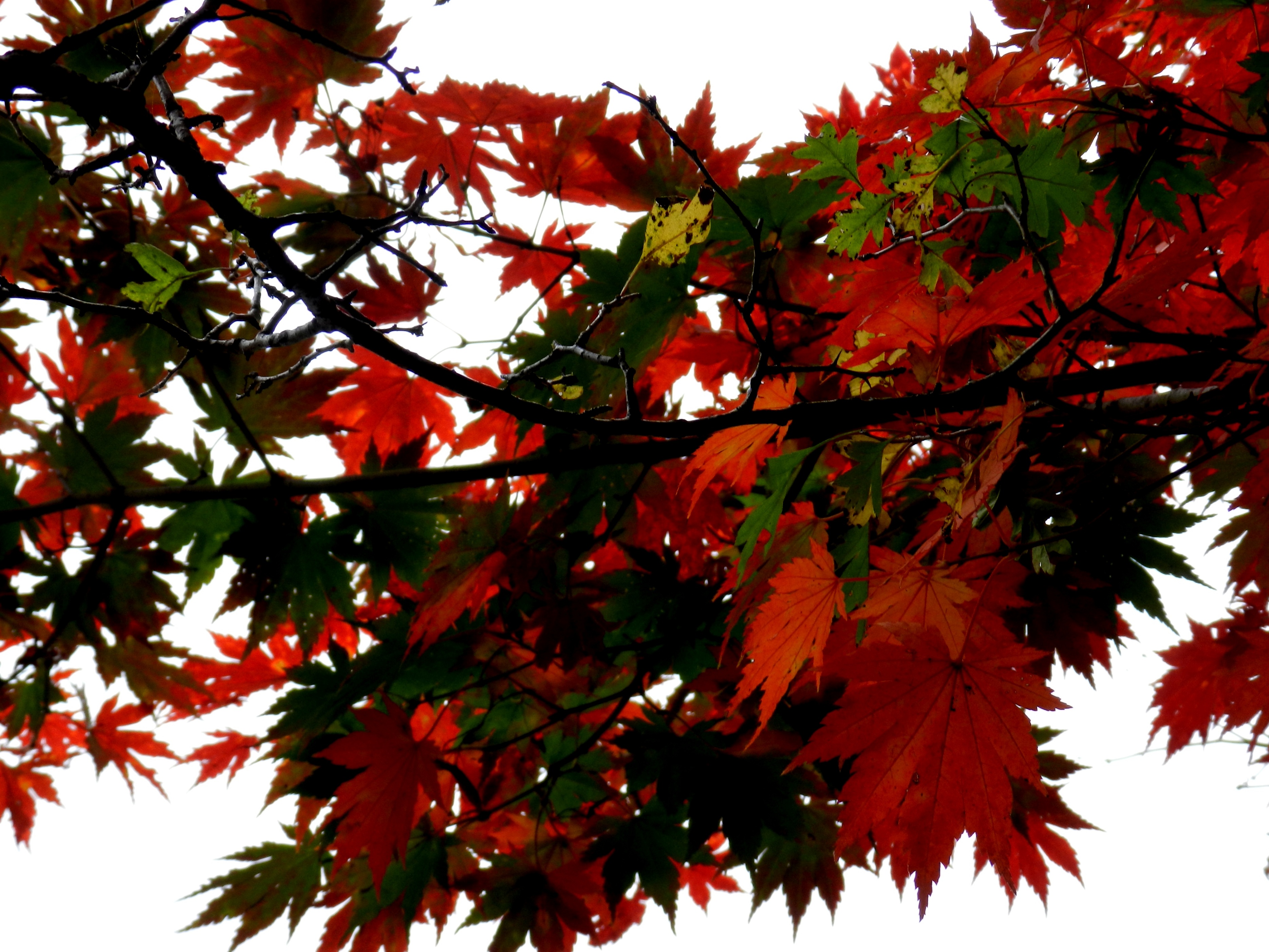 本溪温泉汤沟门票价格,本溪花溪沐枫雪温泉小镇