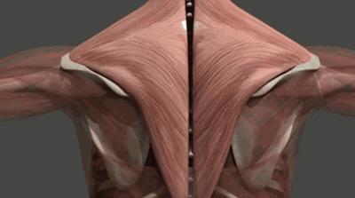 肩胛骨后背疼可能是肺癌吗,后背肩胛骨持续疼痛是肺癌吗