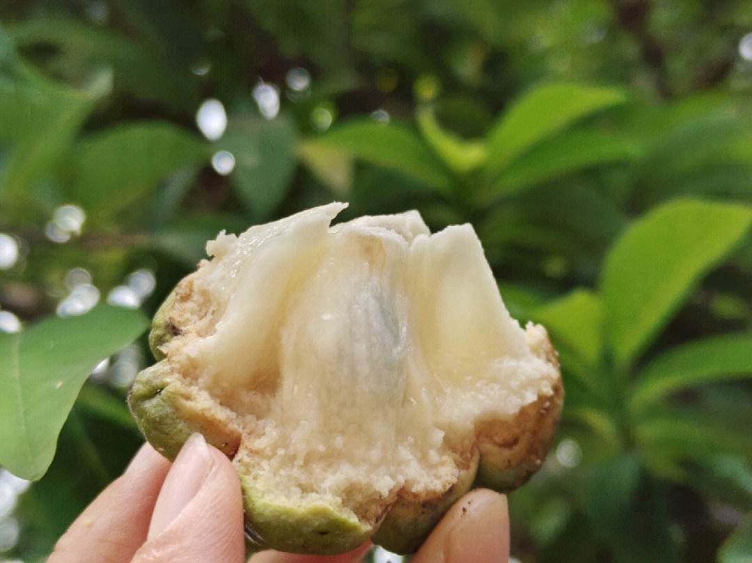 释迦果怎么吃才是正确的方式,释迦果你吃了吗