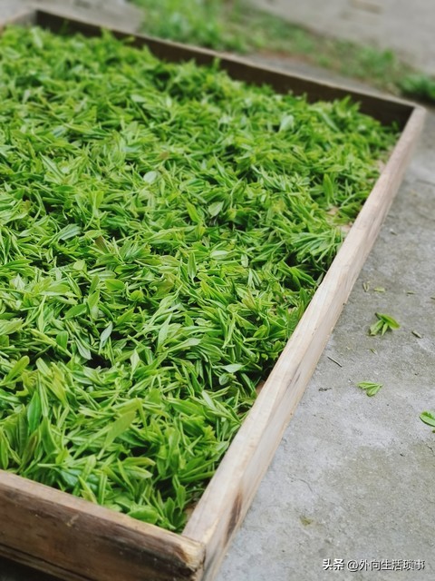 安徽茶叶三大名茶是哪三种,安徽小众名茶有哪些
