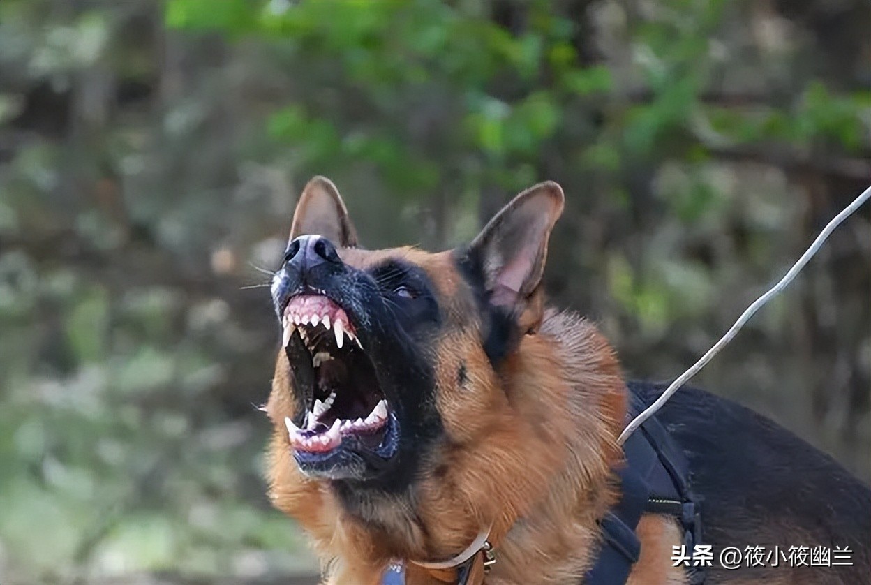 神奇狗狗小七,狗狗不咬从未见过的家人