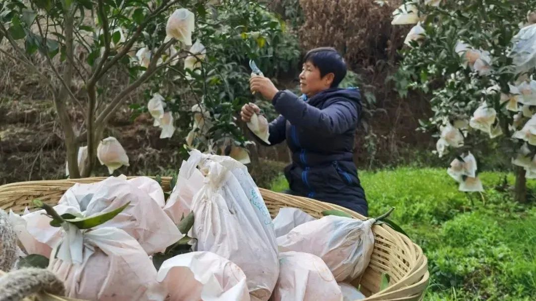 乐山沙湾区农村改造,乐山市沙湾区推动城乡融合发展