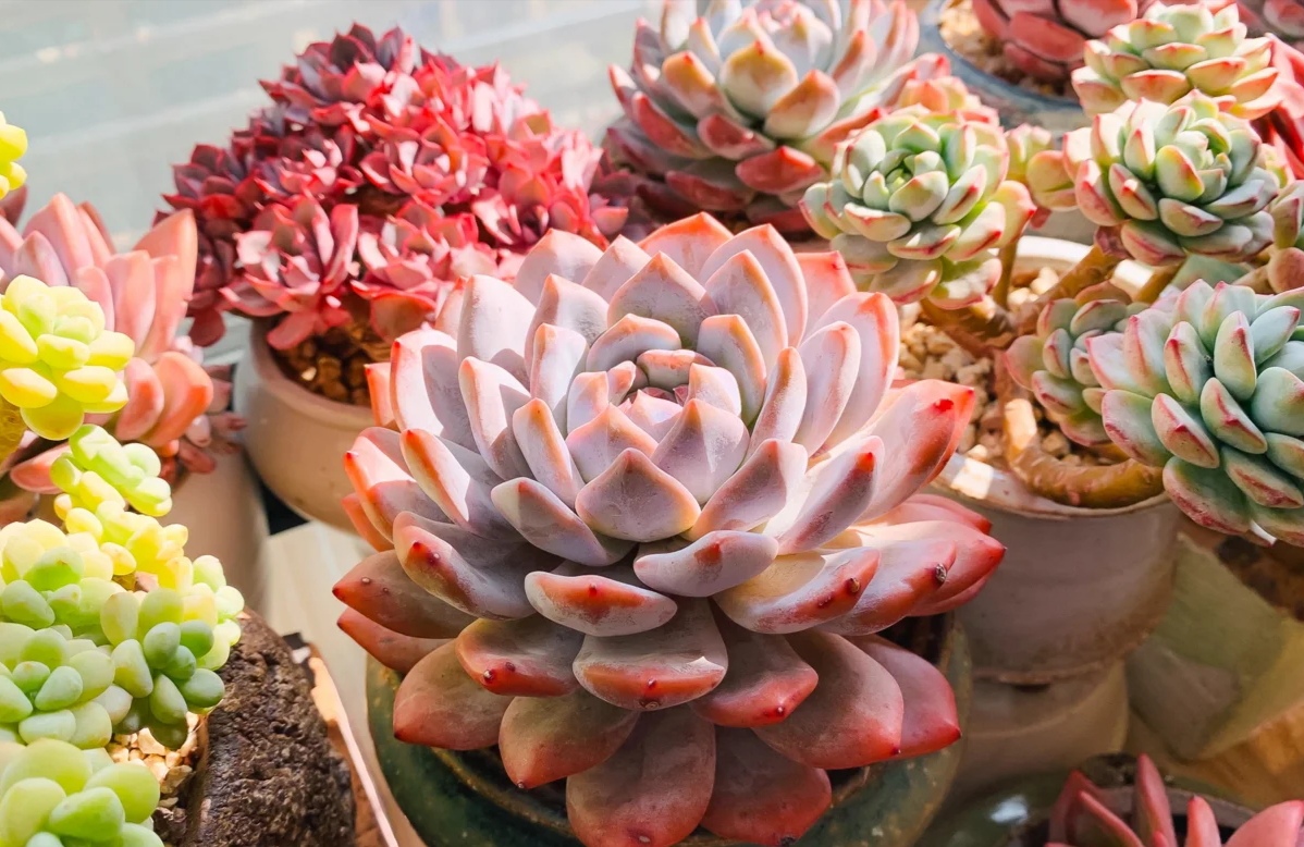 阳台上可以种什么蔬果,阳台上适合种的蔬果