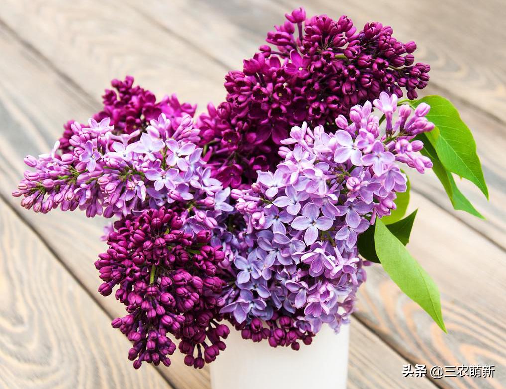 5种花好看又好养,家庭必养的10种花