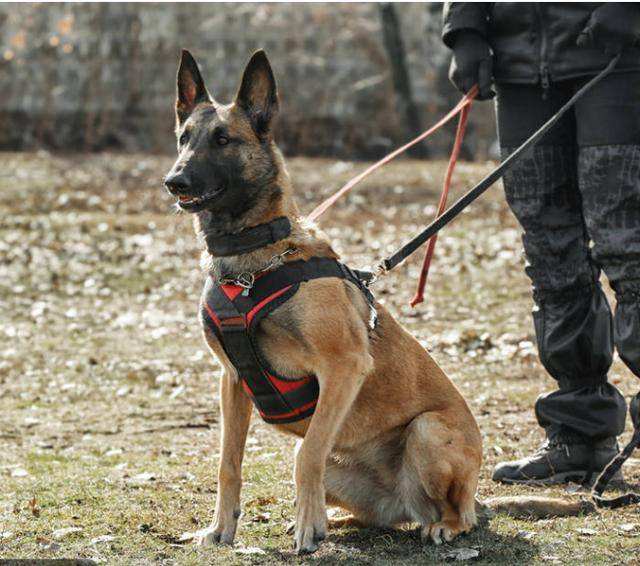 马犬是不是骗人的,马犬的十个不养理由和特点