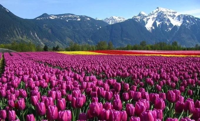 郁金香的花语可以送给妈妈吗,郁金香的花语和象征含义