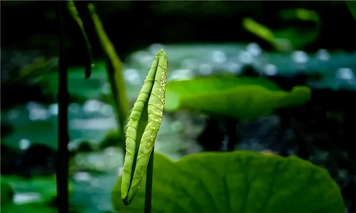 2022怀化可以看荷花的地方,美好怀化