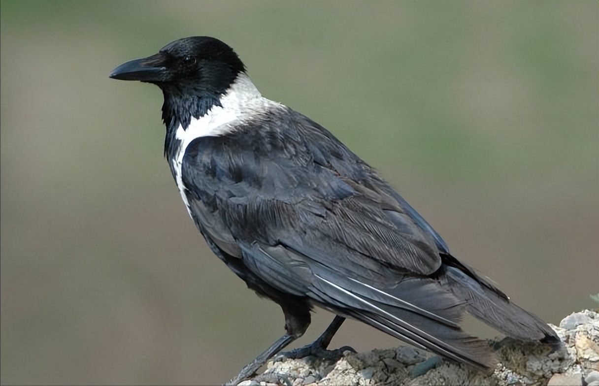 鸟儿大全高清图,高清珍稀鸟动态图片大全