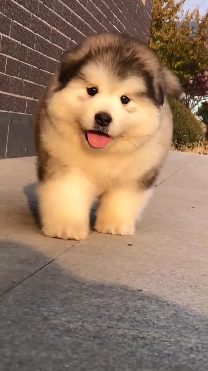 宠物饲养#女孩钟爱阿拉斯加，忽悠父母，结局令人唏嘘#萌宠尴尬