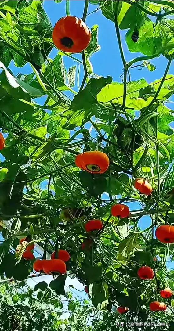 壁纸图片水果清新,丰收的水果高清图片壁纸