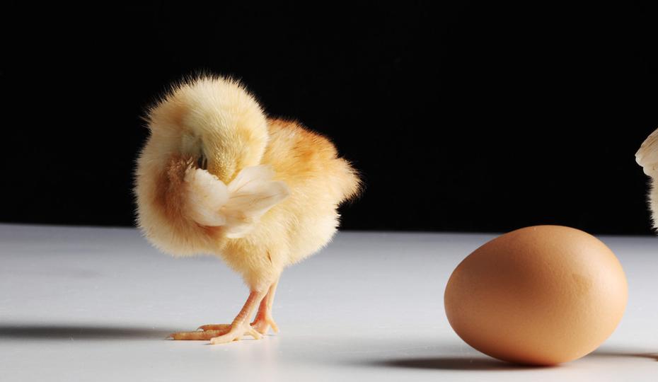 养鸡保肝的正确方法,养鸡永不伤肾的秘诀