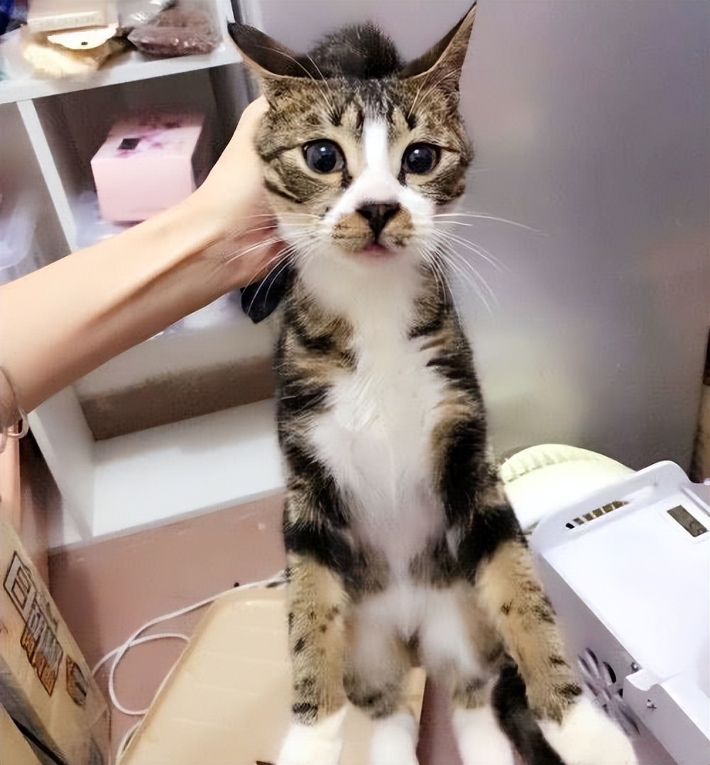 不管多生气也不要冷暴力,无论多生气也别打猫咪这几个部位