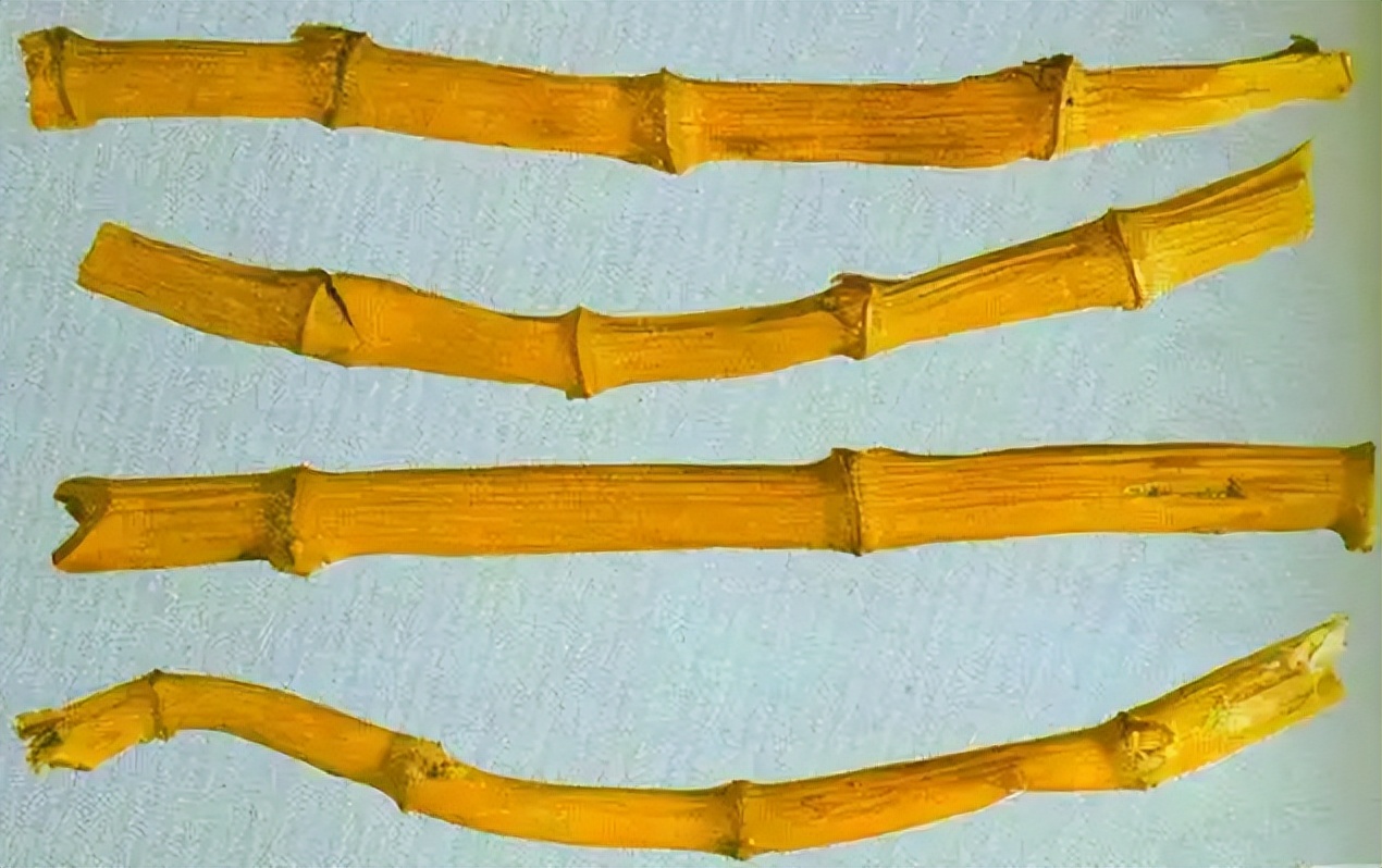 芦根全草图片,芦根功效作用