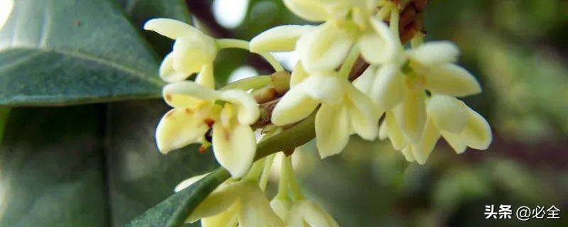 桂花树有哪几种品种图片,桂花树有哪几种品种