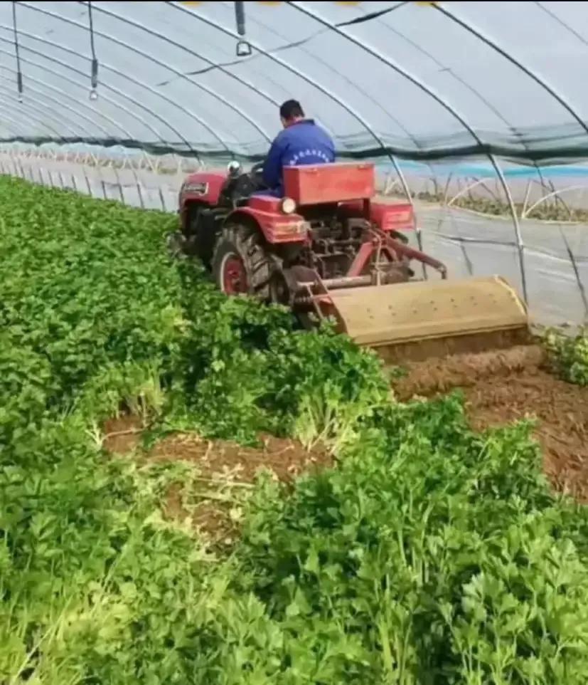 万亩田蔬菜直供,万亩蔬菜批发市场
