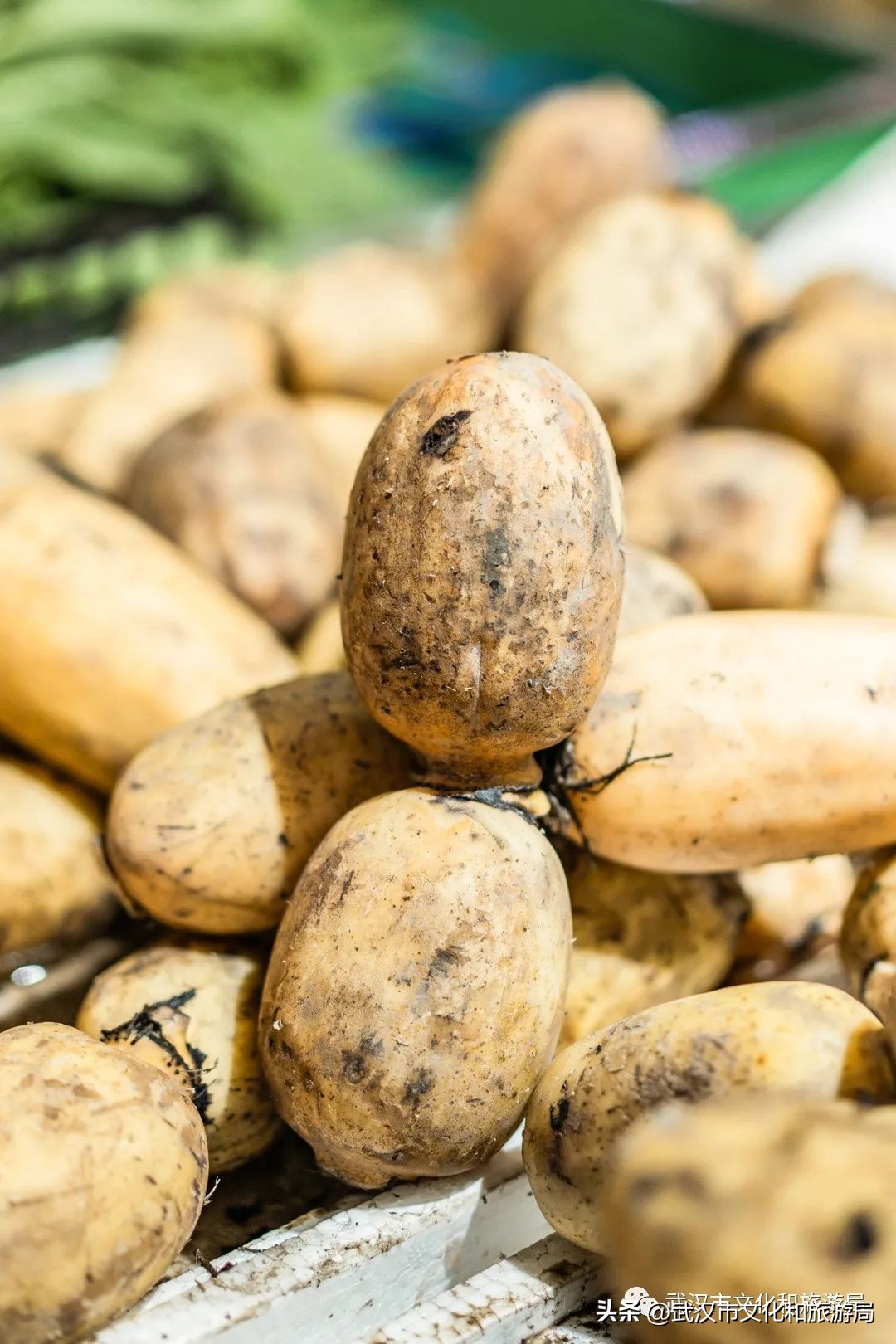 正宗九孔粉藕,武汉人大口喝藕汤的季节来了