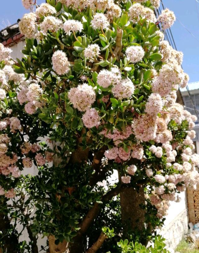 寓意吉利的花有哪些,哪一种花寓意带来好运