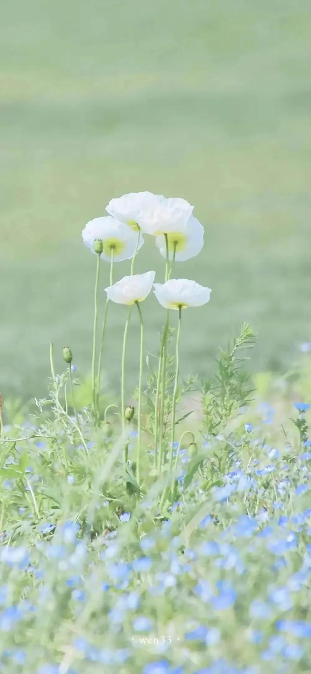 顶级绝美花朵壁纸娇艳欲滴的玫瑰,华为手机壁纸高清全面屏唯美花朵