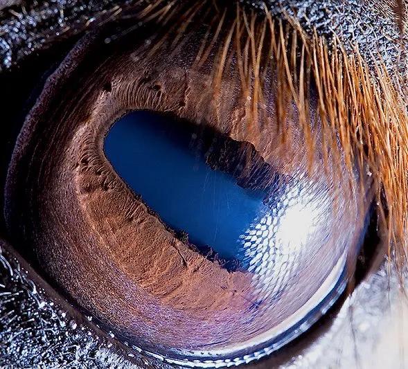 显微镜下的十大生物,显微镜下看到的各种不同样的生物