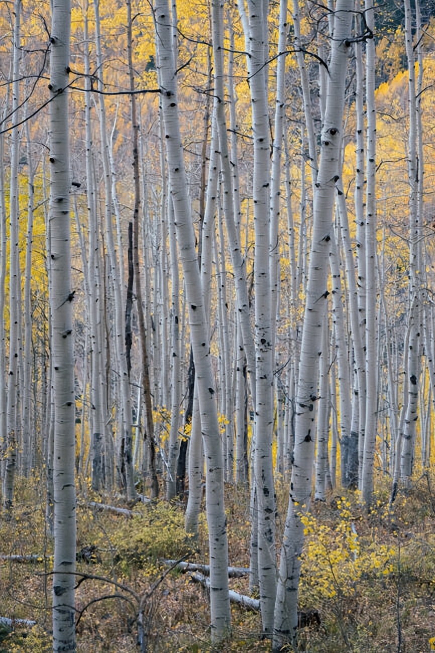 尼康z24-120f4s使用体验,尼康z100-400评测