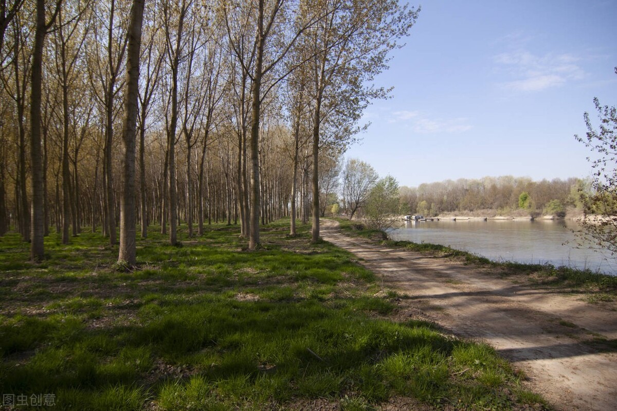 杨絮危害有哪些,漫天杨絮有危害吗