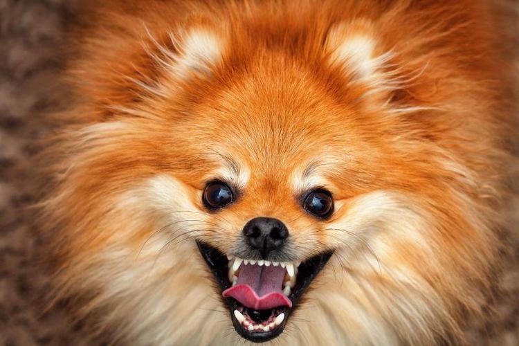 公狗绝育后蛋蛋会退化吗,公狗绝育后体型会变大吗