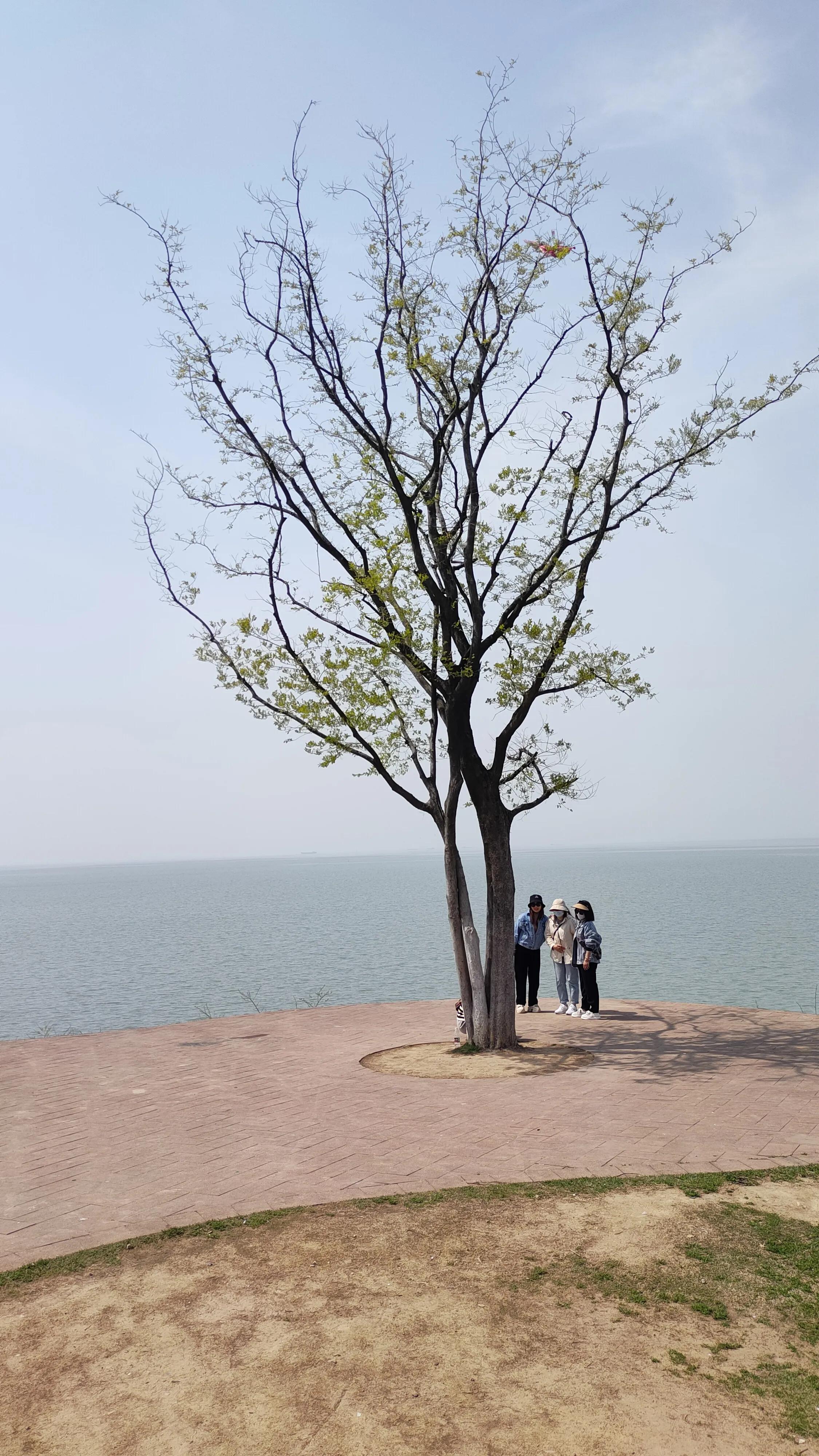 合肥开通五条公交旅游线路,合肥环巢湖旅游大巴在哪里坐