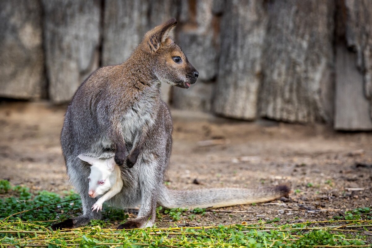 美国作为全球最大经济体,美国和中国最大的经济体