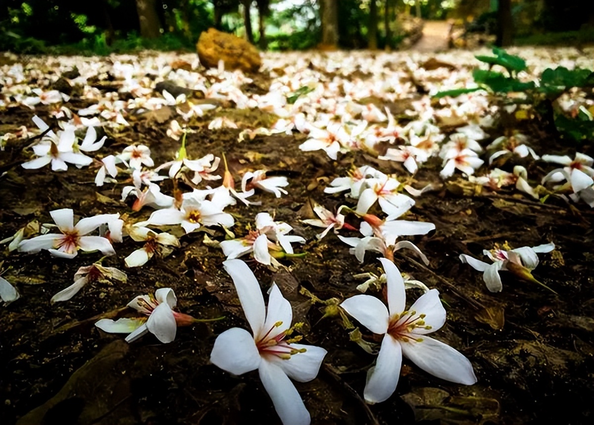 广州鹤之洲湿地公园游玩攻略简介,增城凤凰古城一日游最佳去处