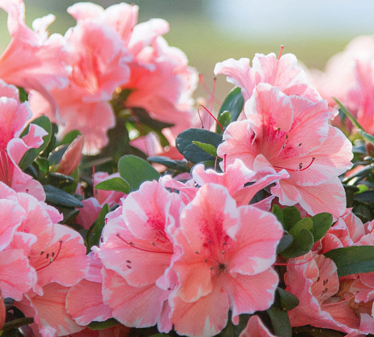 怎样养杜鹃花才能有花蕾,怎样养好杜鹃花