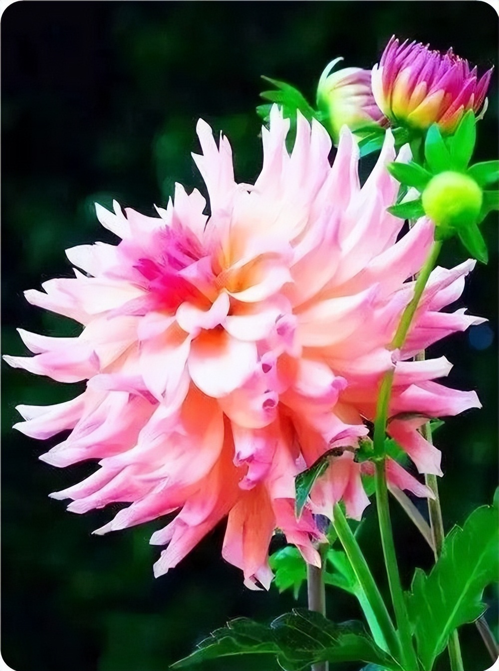 秋花诗词50首,金秋秋菊50种名菊