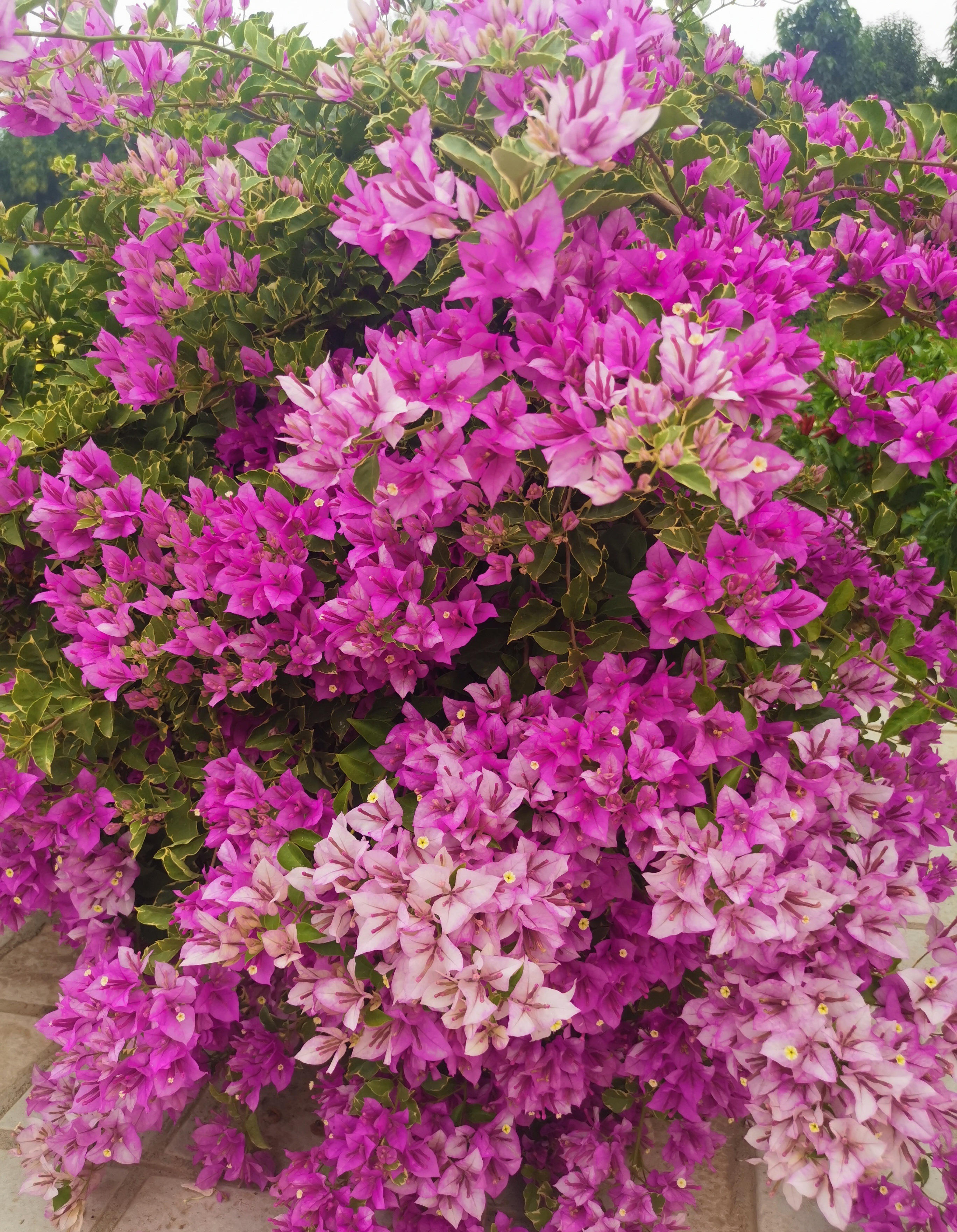 有一种浪漫叫三角梅,有一种三角梅只有花没有叶