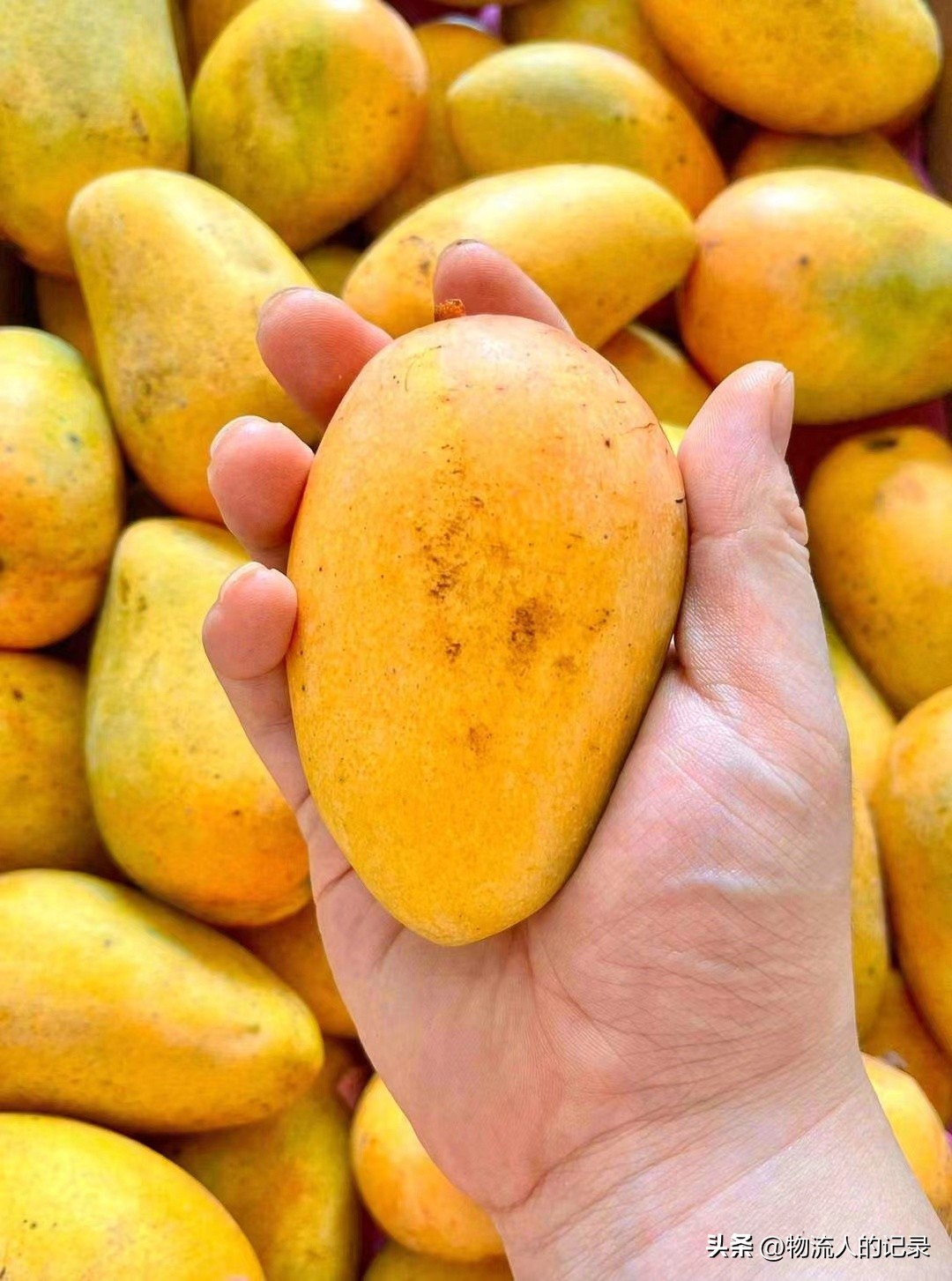 海南水果一年四季都有文案,海南小台芒卖货文案