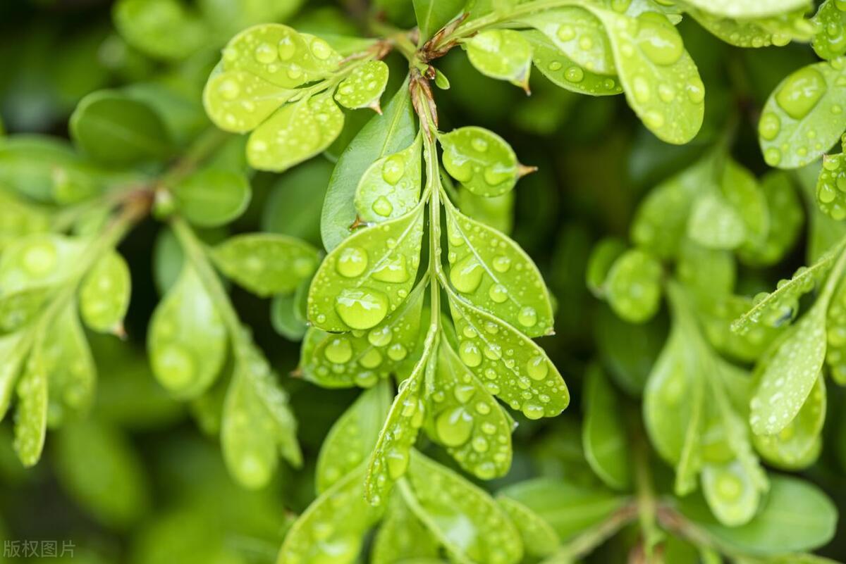 爸爸睡前故事之《树里世界重点站之一——树叶》