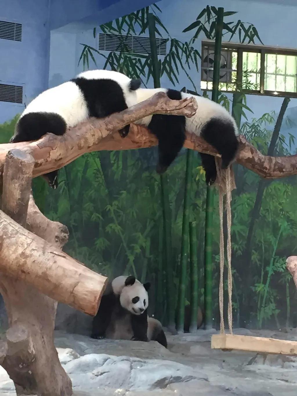 广州长隆野生动物园全部动物,广州长隆野生动物园所有动物介绍