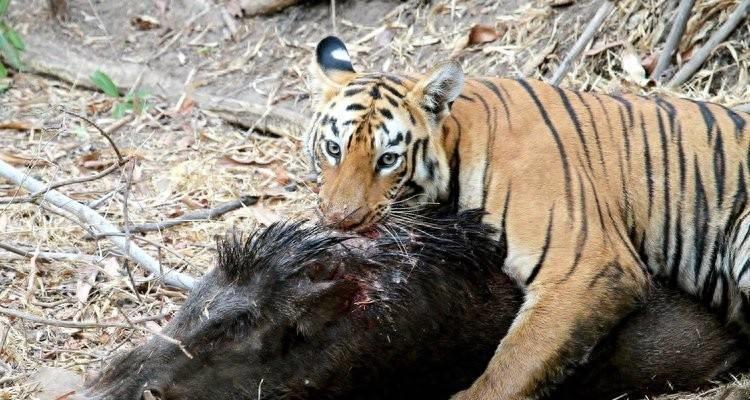 安徽动物园老虎咬人老虎怎么处理,老虎为啥不能吃猪肉