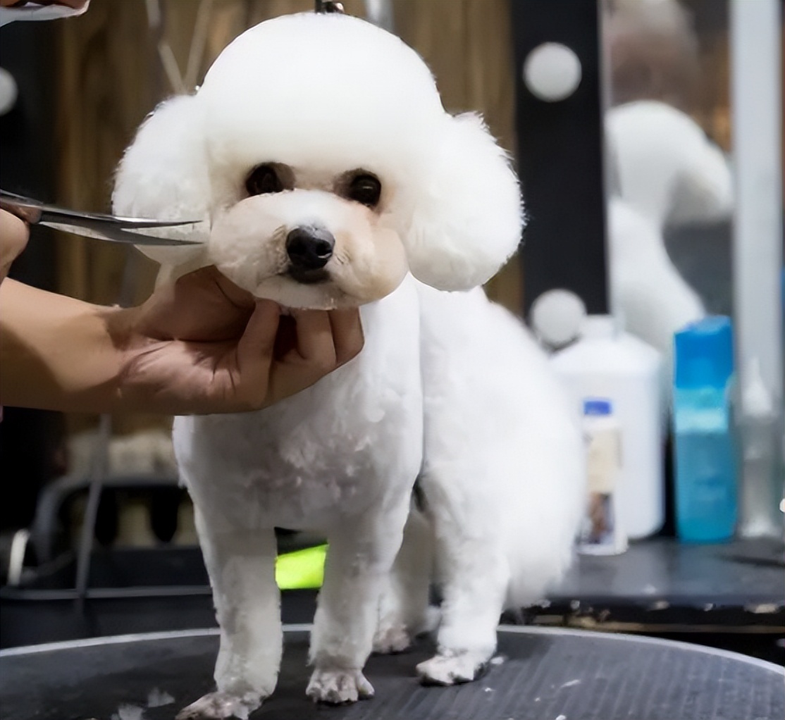 宠物美容加盟店怎么开好呢,宠物美容店加盟哪家好