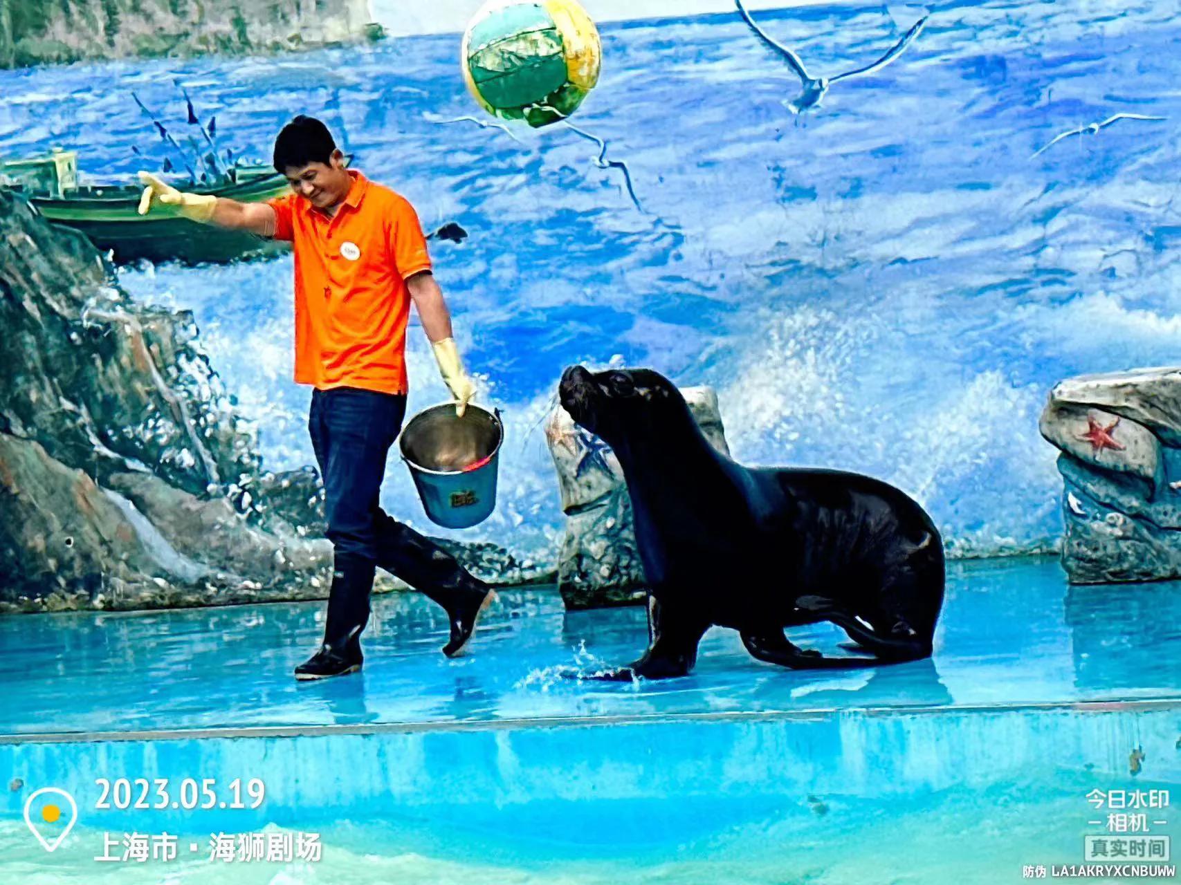 我喜爱的动物是小猫,什么动物招人喜爱