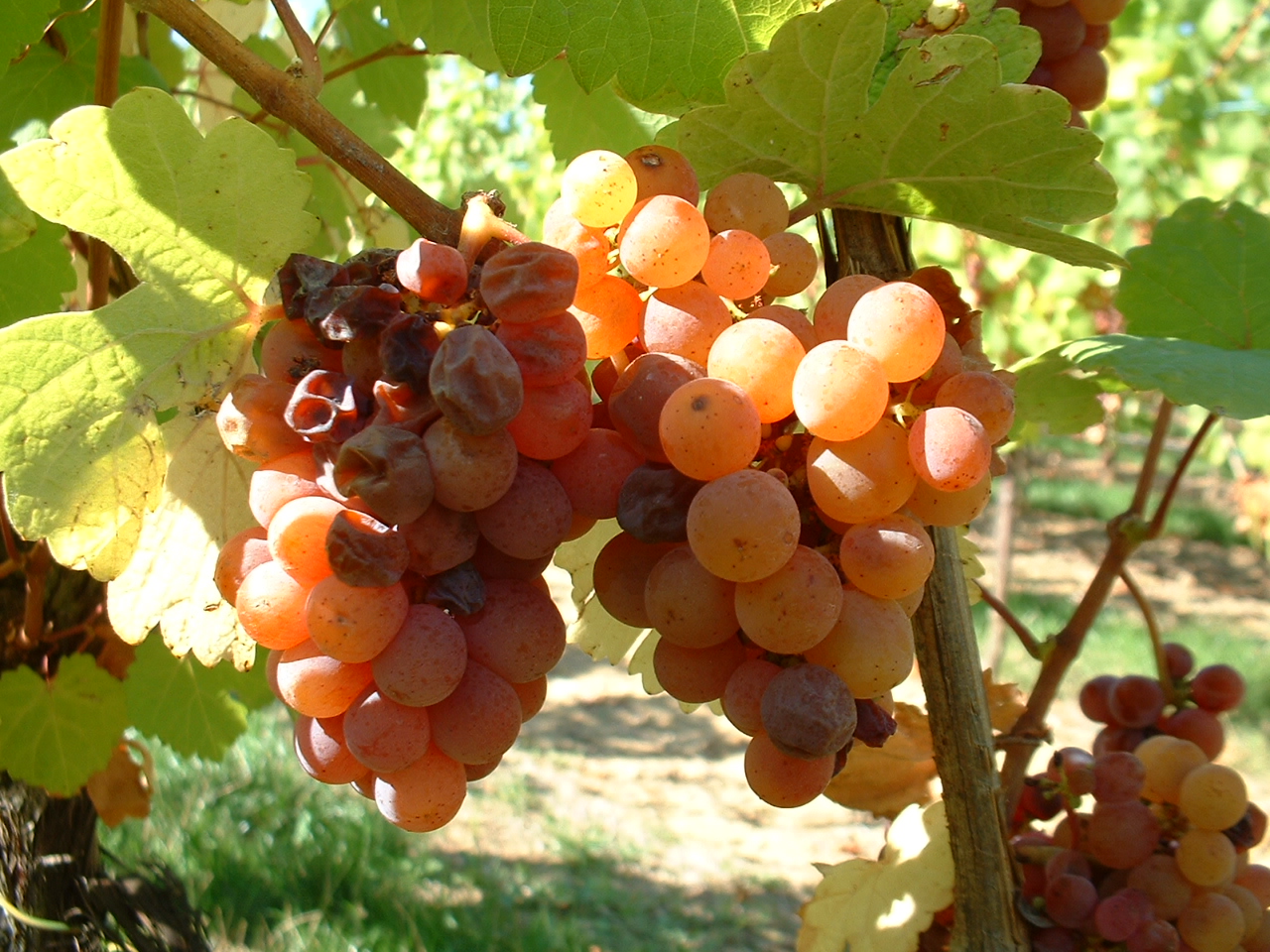 法国红酒酒标信息大全,法国酒标怎么看