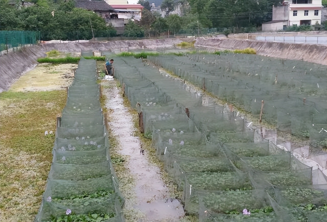 农村养殖防被骗,农村养殖100种骗局