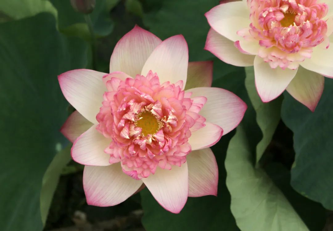 绝美的荷花品种大全图集,超好看荷花品种大型荷花