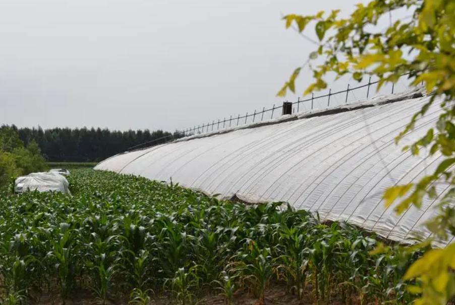 2006年,日本人在山东租1500亩地,却闲置5年不种庄稼,意欲何为