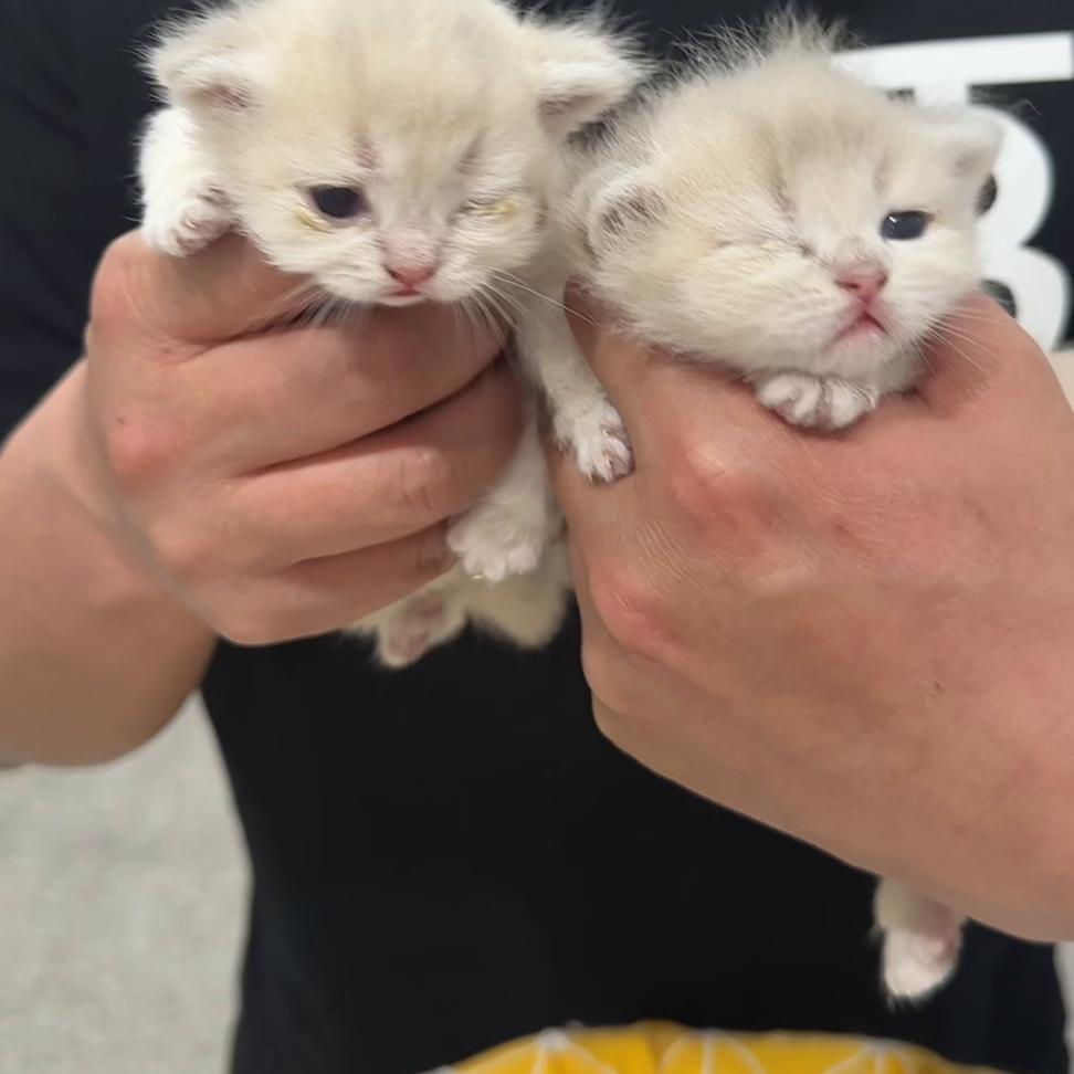 养猫日常需要做的,分享我养猫中遇到的哪些好东西