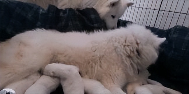 白狗生宝宝主人一直笑,大白狗生了5个小奶狗