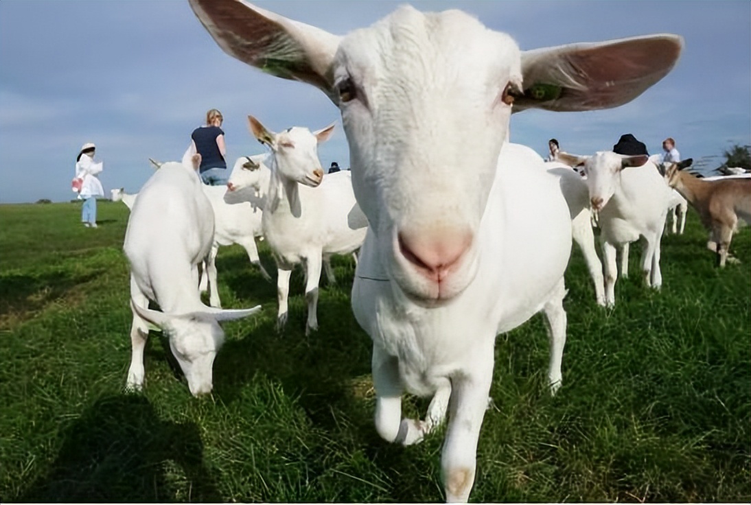 收购奶酪品牌,收购澳优