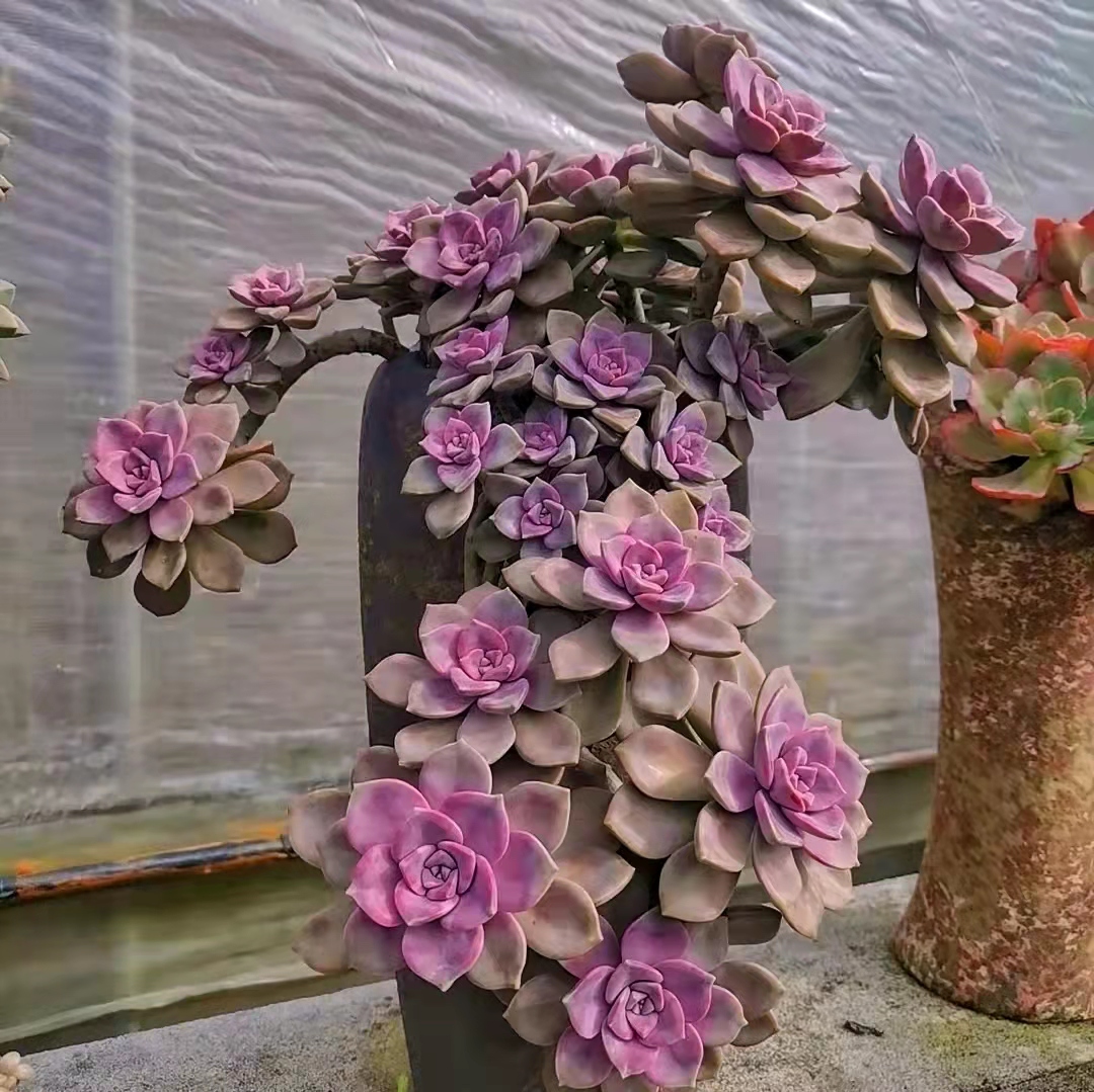 便宜又好养的5种多肉,皮实好养容易出状态的多肉有哪些