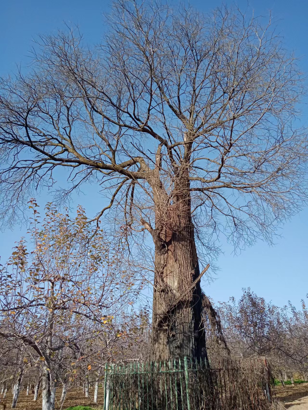 古树、土塔、苍柏、沟壑……