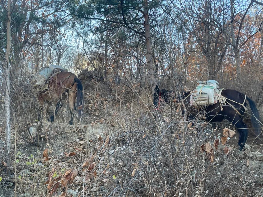 运料全靠骡驮人背！修缮长城到底多难，小编全程跟拍→