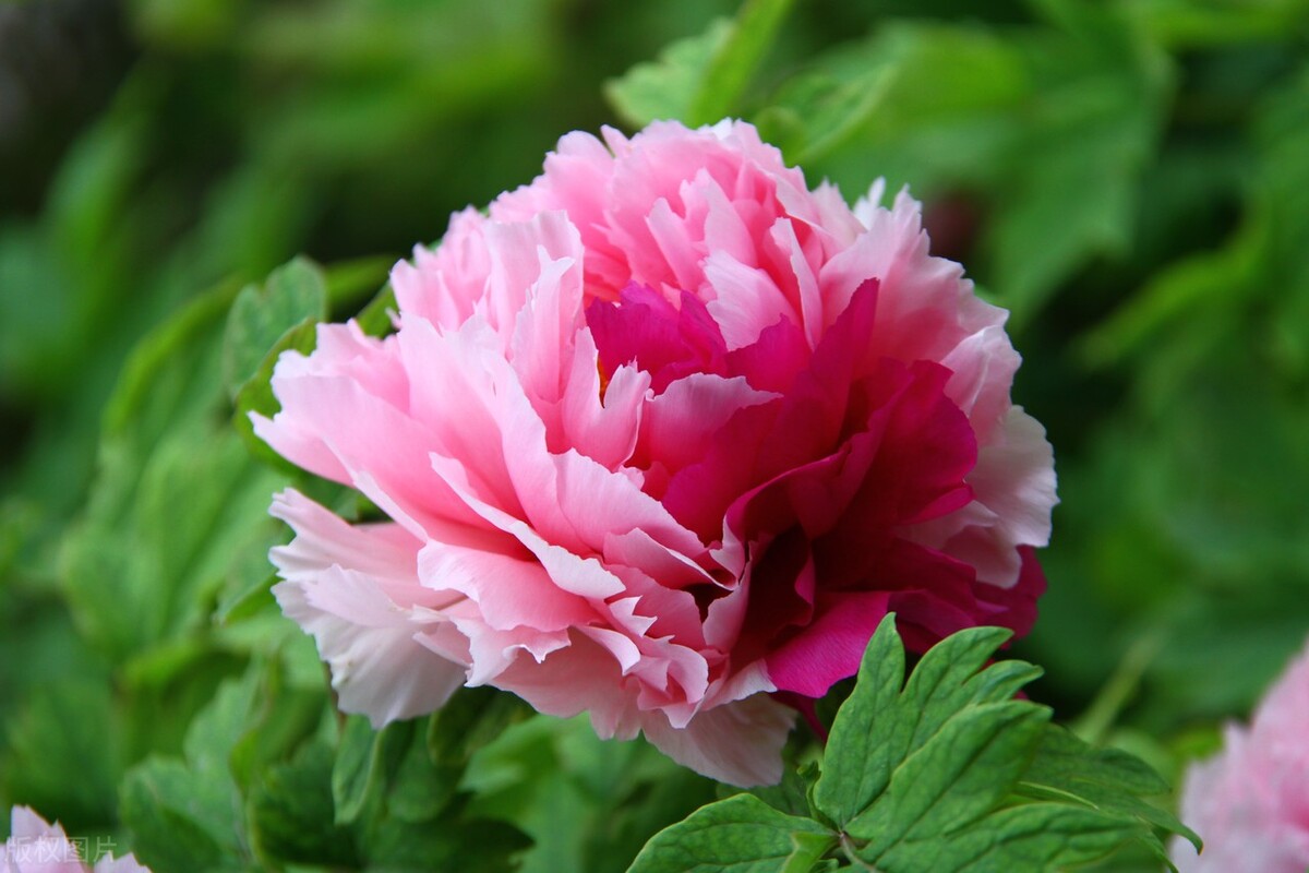 花开时节动京城的牡丹真国色,唯有牡丹真国色花开富贵动京城