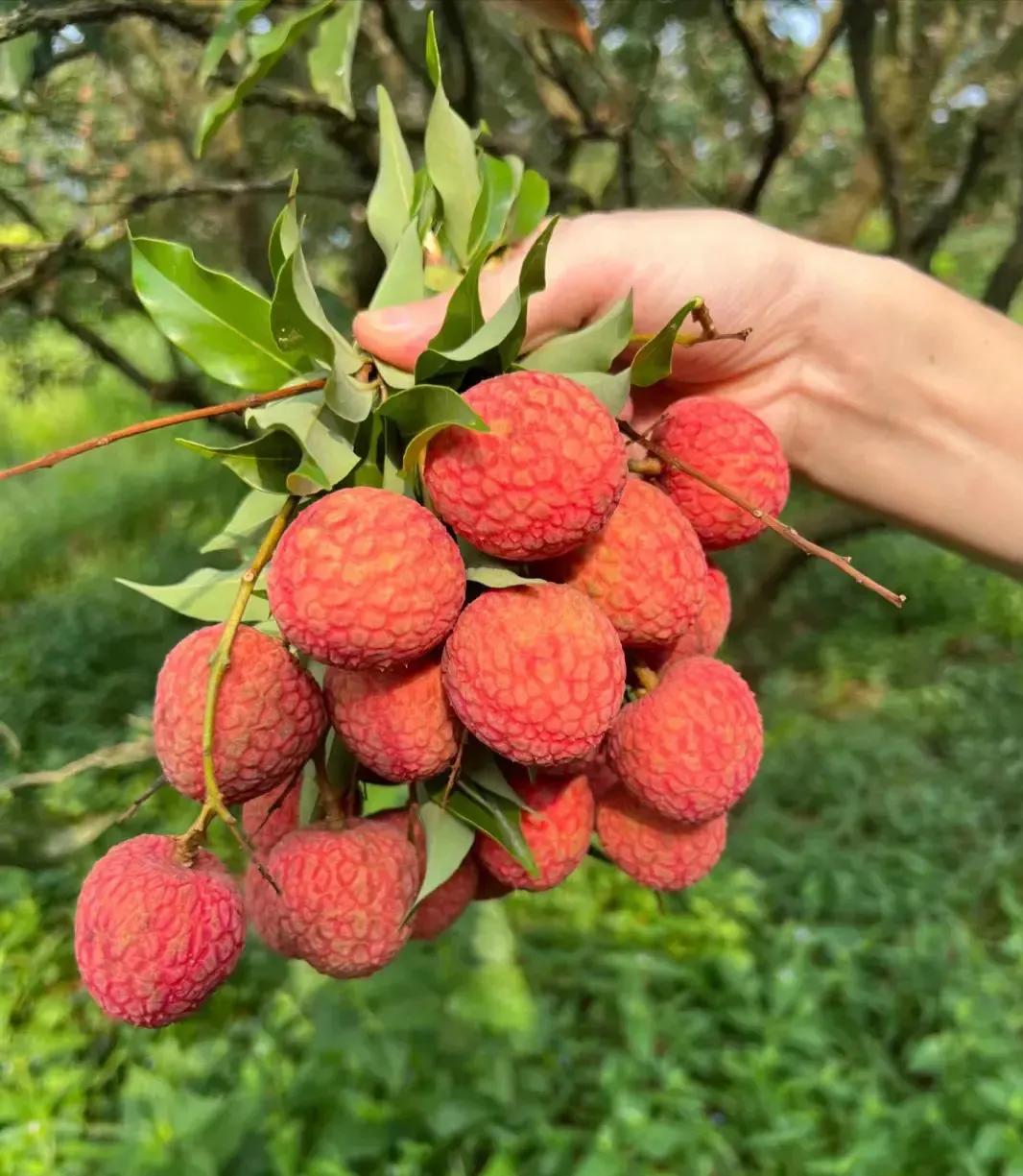 孕妇摘果子来年不结果的科学依据,孕妇爬树对胎儿有什么影响